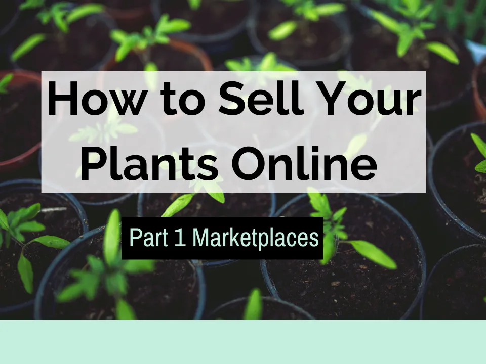 How to Sell Your Plants Online Part 1 Marketplaces